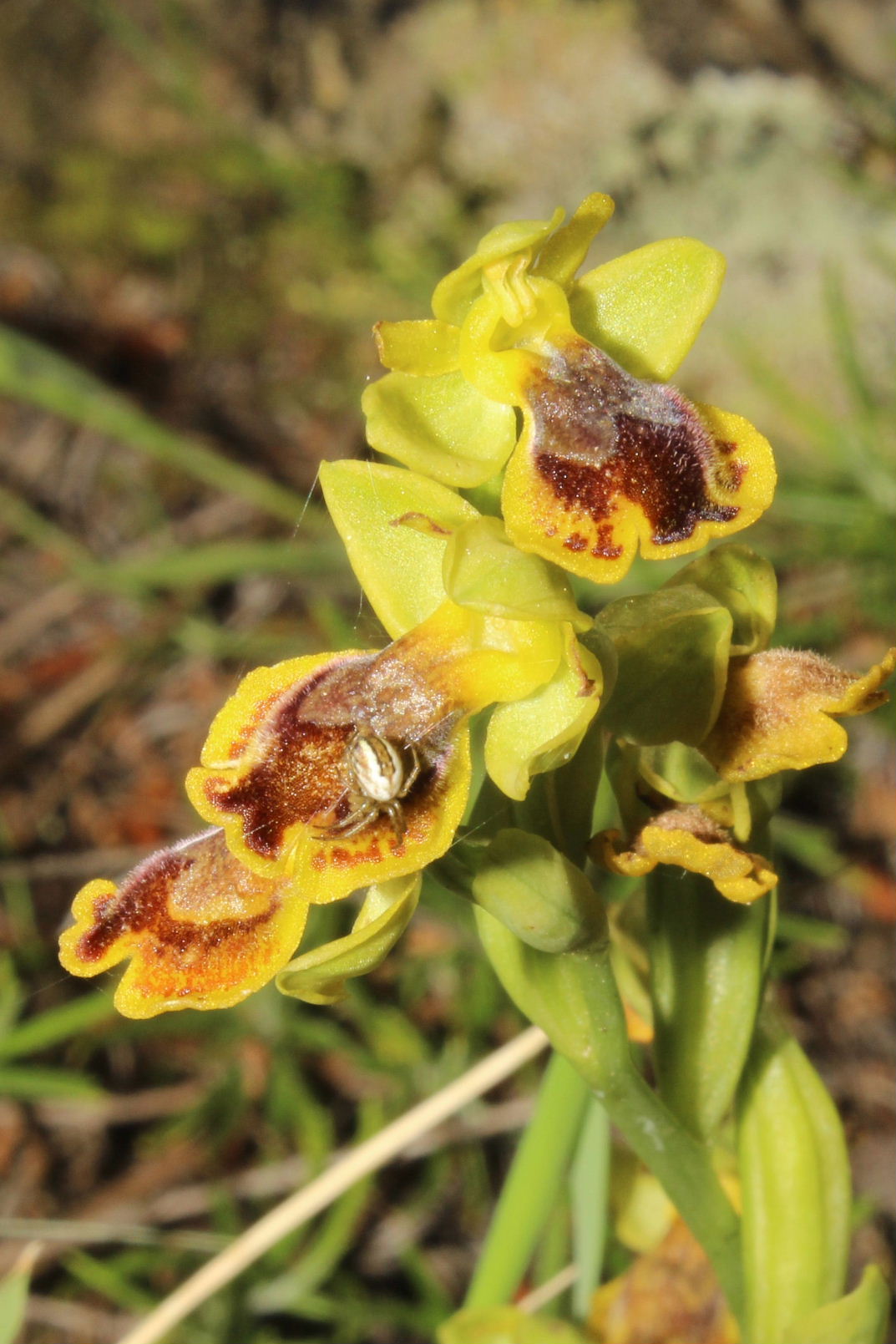 Ophrys lutea (strana) da determinare